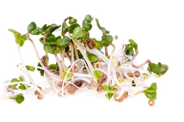 Red radish sprouts, close-up