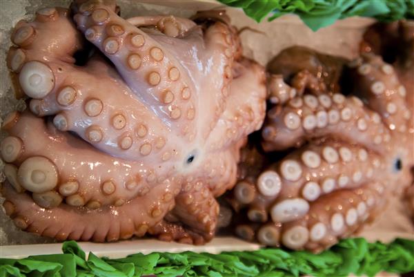 octopus in a fish market hall