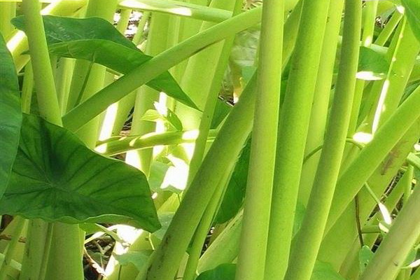 แกงส้มบอน เมนูสุขภาพเอาใจคนทานรสแซ่บสไตล์อีสาน